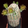 Echinocereus_chloranthus_1